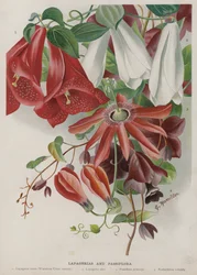 Lapagerias and Passiflora